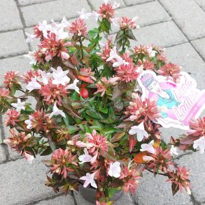 Abelia x grandiflora - Nagyvirágú tárnicslonc