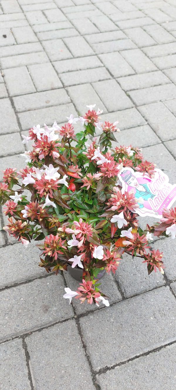 Abelia x grandiflora - Nagyvirágú tárnicslonc