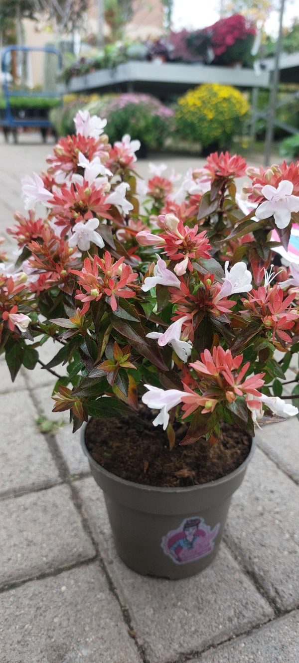 Abelia x graniflora-Nagyvirágú tárnicslonc
