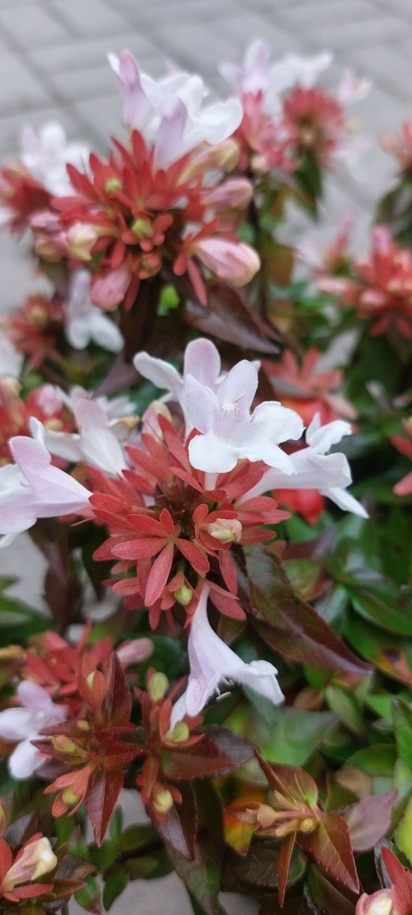 Abelia x graniflora-Nagyvirágú tárnicslonc - Image 5