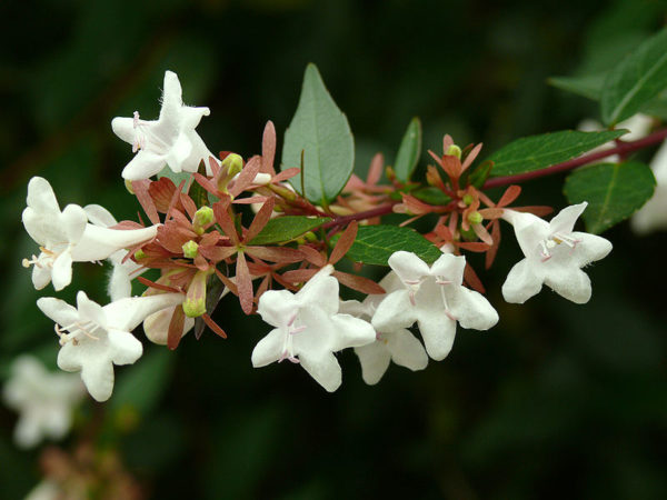 Abelia x graniflora-Nagyvirágú tárnicslonc - Image 2