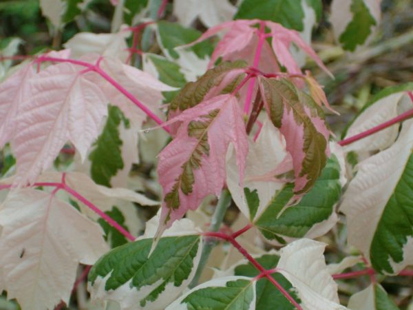 Acer negundo 'Flamingo' - Flamingó juhar - Image 3