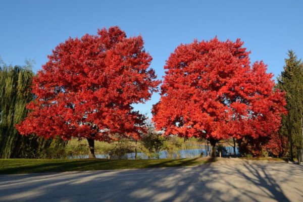 Acer rubrum 'October Glory' ,Vörös juhar - Image 5