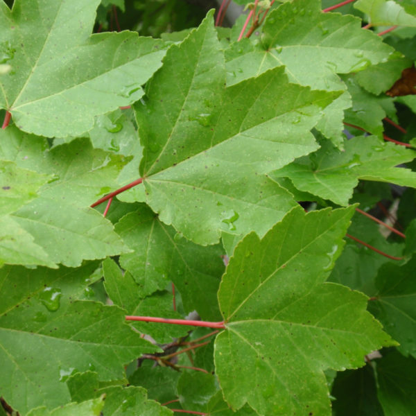 Acer rubrum 'October Glory' ,Vörös juhar - Image 3