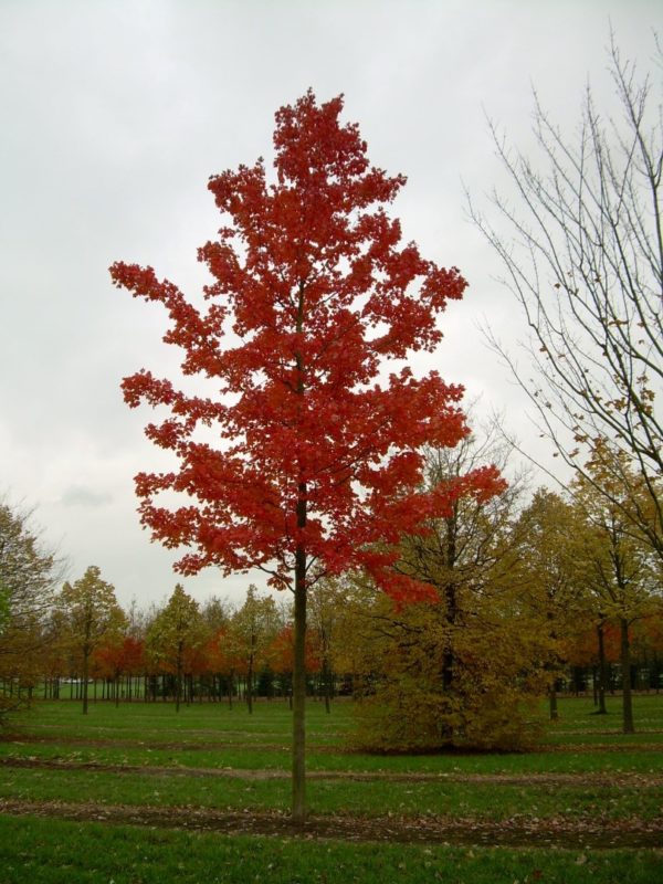 Acer rubrum 'October Glory' ,Vörös juhar - Image 2