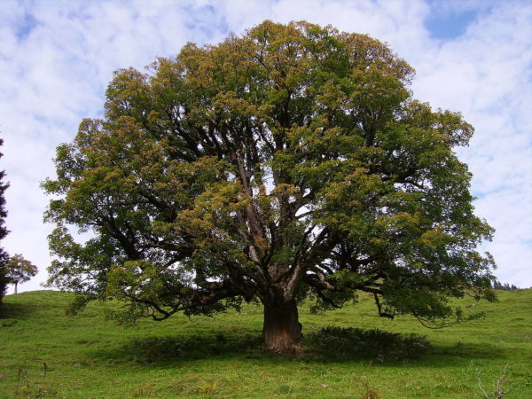 Acer pseudoplatanus'Brilliantissimum' ,Hegyi juhar - Image 3