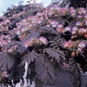 Albizia julibrissin 'Summer Chocolate',Bordó levelű selyemakác