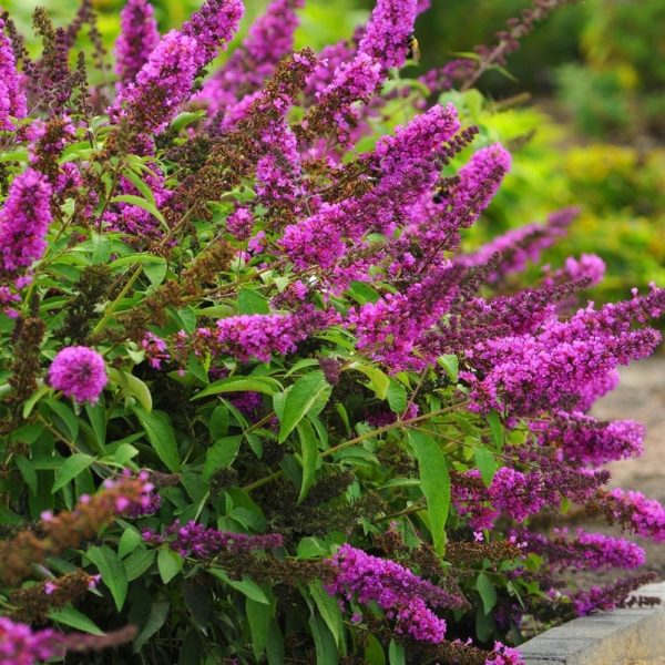 Buddleja davidii 'Tutti frutti' ,Nyári orgona