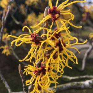 Hamamelis intermedia Pallida-Varázsmogyoró