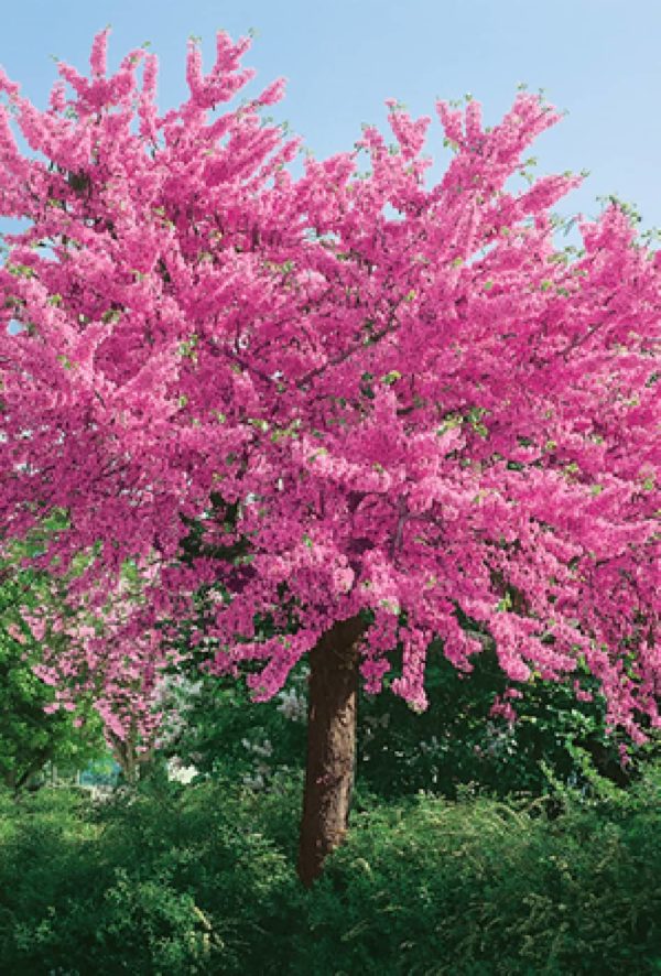 Cercis Siliquastrum, Közönséges júdásfa