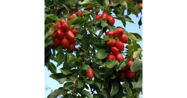 Malus 'John Downie', Fehér virágú díszalma