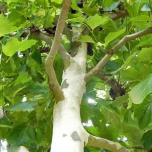 Platanus acerifolia - Közönséges platán