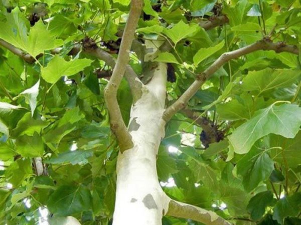 Platanus acerifolia - Közönséges platán
