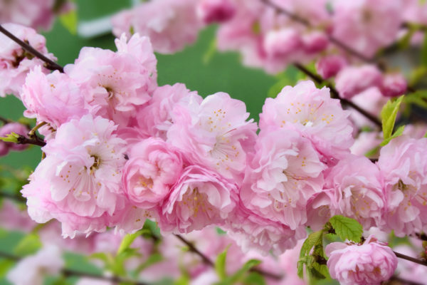 Prunus triloba 'Multiplex', Babarózsa törzses - Image 2