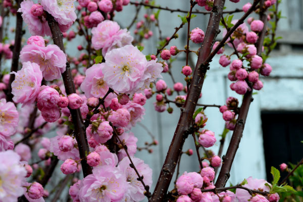 Prunus triloba 'Multiplex', Babarózsa törzses - Image 5