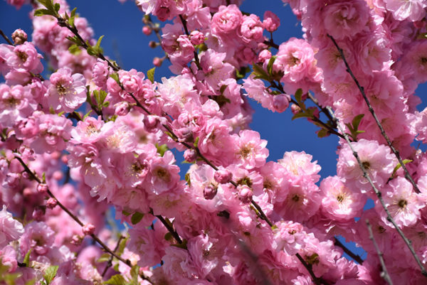 Prunus triloba 'Multiplex', Babarózsa törzses - Image 4