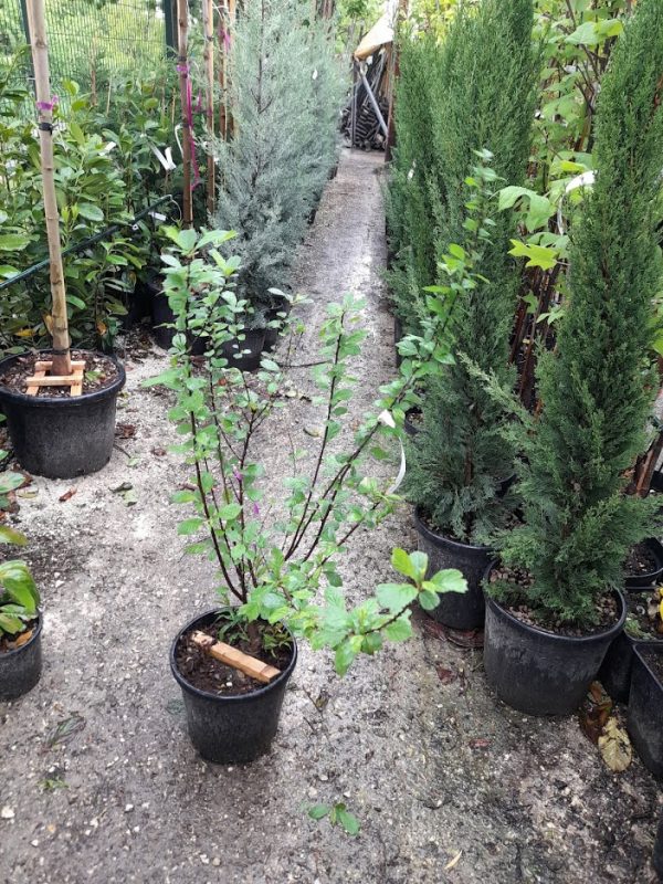 Prunus triloba 'Multiplex', Babarózsa törzses