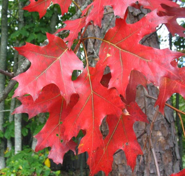 Quercus rubra,Vörös tölgy - Image 4