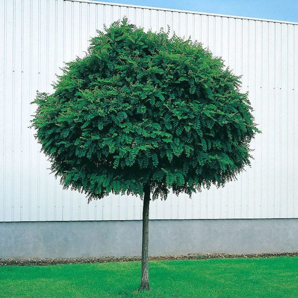 Robinia pseudoacacia 'Umbraculifera' ,Gömbakác