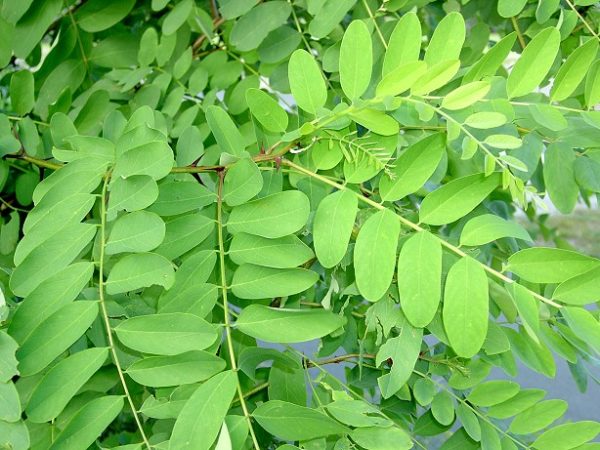 Robinia pseudoacacia 'Umbraculifera' ,Gömbakác - Image 3