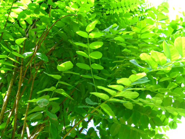 Robinia pseudoacacia 'Umbraculifera' ,Gömbakác - Image 2