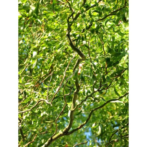 Salix matsudana 'Tortuosa' ,Csavart fűz - Image 4