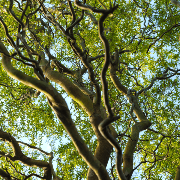 Salix matsudana 'Tortuosa' - Csavartfűz