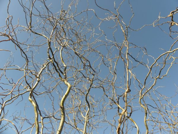 Salix matsudana 'Tortuosa' ,Csavart fűz - Image 2