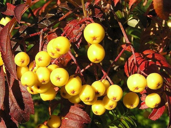 Sorbus arnoldiana 'Golden Wonder' , Sárga termésű berkenye - Image 2