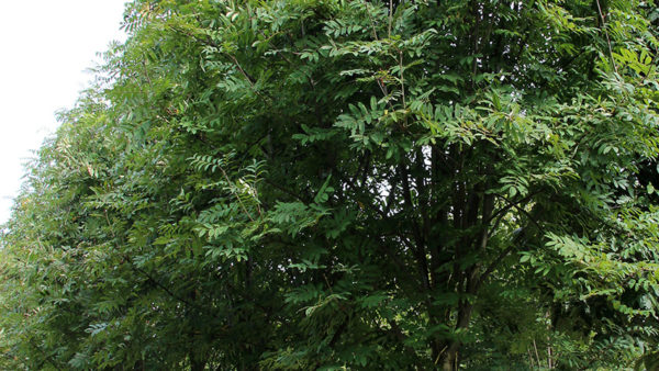 Sorbus arnoldiana 'Golden Wonder' , Sárga termésű berkenye - Image 3