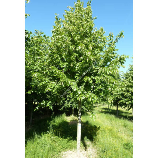 Tilia euchlora 'Szent István ' , Krími hárs - Image 3