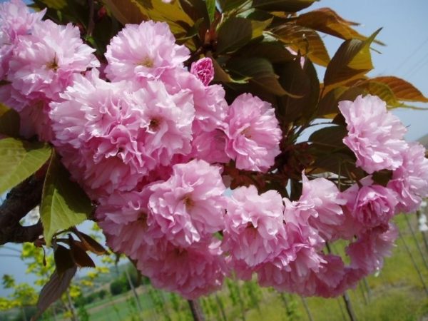 Prunus serrulata 'Royal Burgundy'- Vörös levelű díszcseresznye