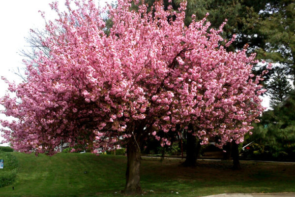 Prunus serrulata 'Royal Burgundy'- Vörös levelű díszcseresznye - Image 2