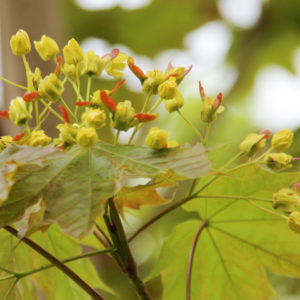 Acer platanoides 'Emerald Queen' - Korai juhar