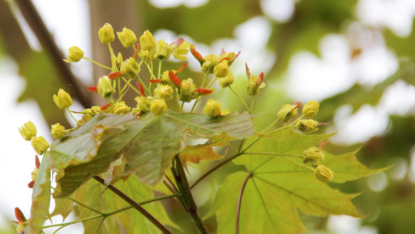 Acer platanoides 'Emerald Queen' ,Korai juhar