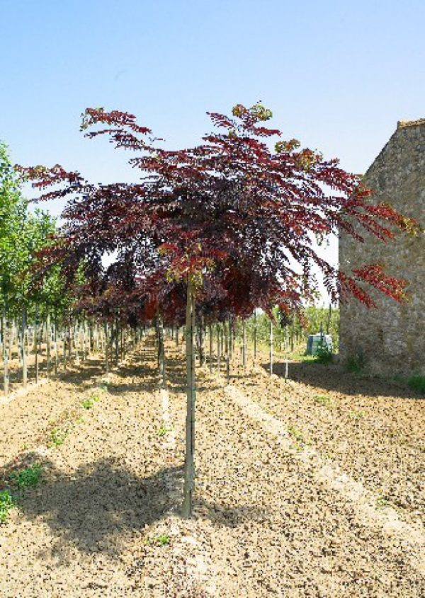 Albizia julibrissin 'Summer Chocolate' - Bordó levelű selyemakác - Image 5