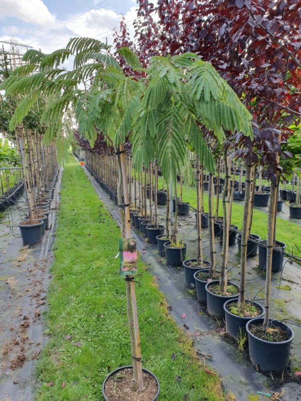 Albizia julibrissin 'Ombrella' - Selyemakác - Image 5