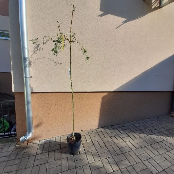 Caragana arborescens 'Pendula',Csüngő borsófa - Image 5