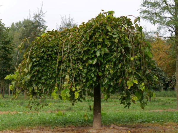 Morus alba 'Pendula 'Csüngő ágú eperfa