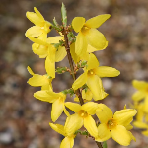 Forsythia intermedia 'Lynwood' - Aranyvessző