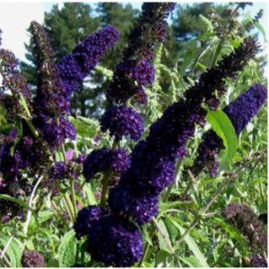 Buddleja davidii 'Black Knight' - Nyári orgona