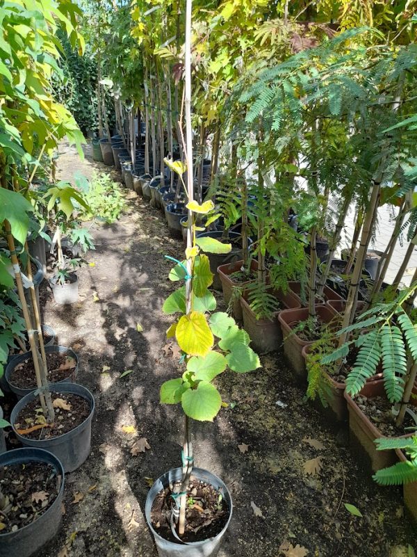 Tilia cordata ,Kislevelű hárs - Image 6