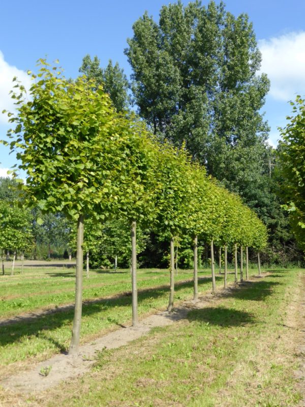 Tilia euchlora 'Szent István ' , Krími hárs - Image 4