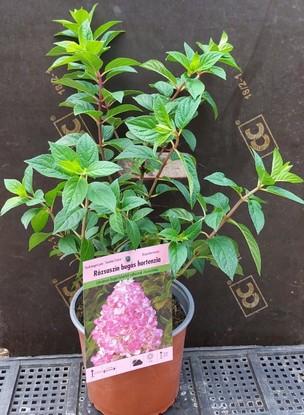 Hydrangea paniculata 'Sunday Fraise', rózsaszín bugás hortenzia