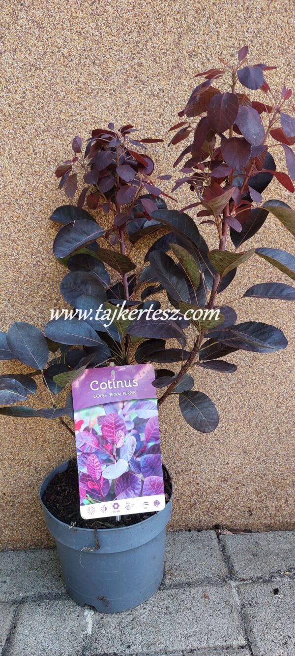 Cotinus coggygria 'Royal Purple',Bordó levelű cserszömörce