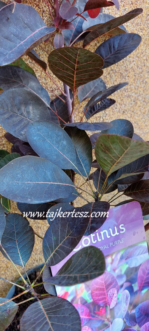 Cotinus coggygria 'Royal Purple',Bordó levelű cserszömörce - Image 6