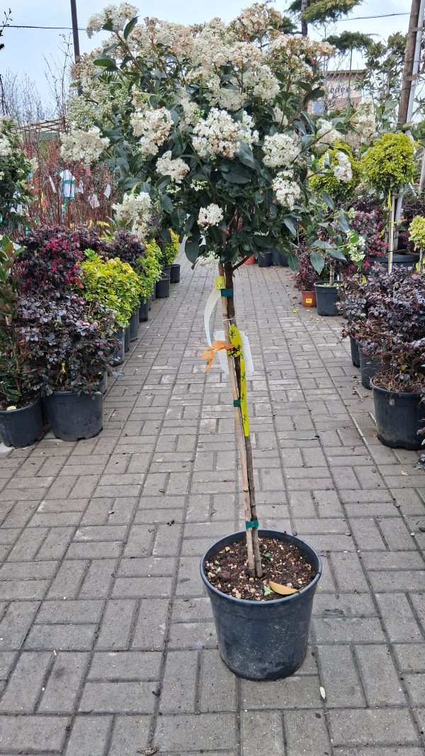Viburnum tinus 'Eve Price' - Örökzöld bangita - Image 3