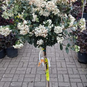 Viburnum tinus 'Eve Price' - Örökzöld bangita