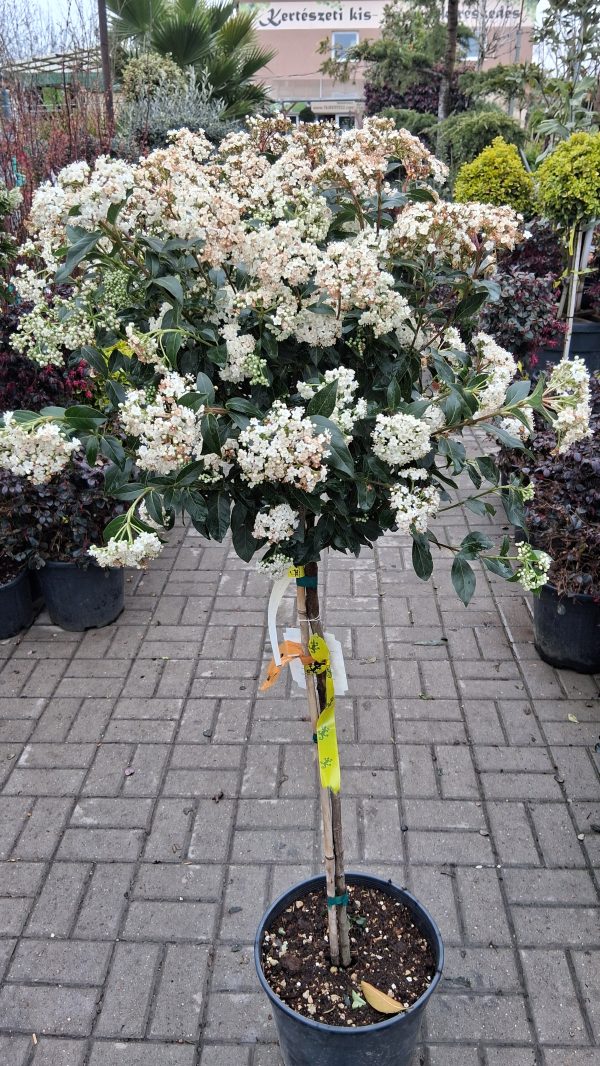 Viburnum tinus 'Eve Price' - Örökzöld bangita