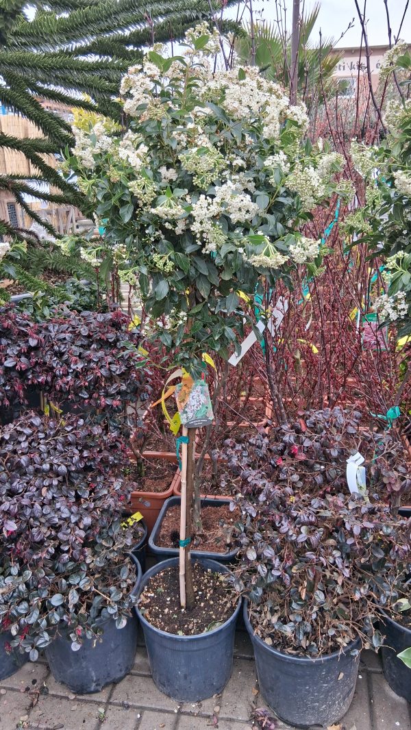Viburnum tinus 'Eve Price' - Örökzöld bangita - Image 4